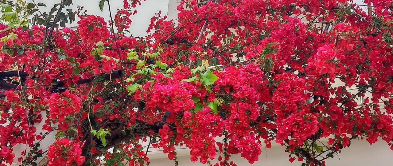 Stamatias Home, Fully Equipped Cottage 5 Minutes From The Sea Χανιά Εξωτερικό φωτογραφία